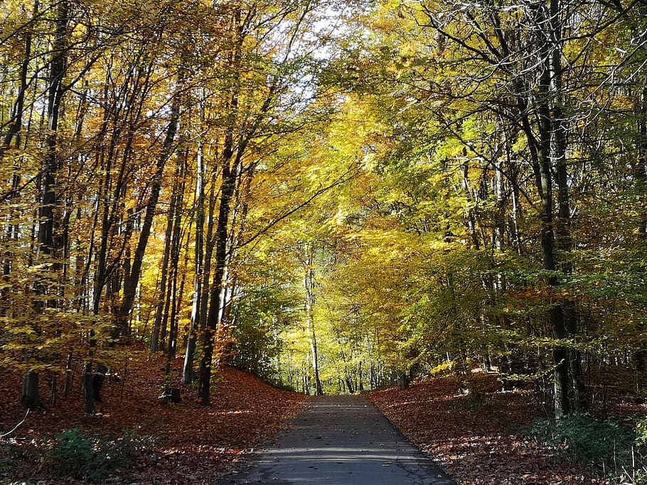 autumn, leaves, trees, wind, forest path, plant, direction HD wallpaper