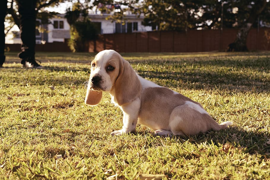 guatemala, dog, one animal, canine, pets, domestic, animal themes HD wallpaper