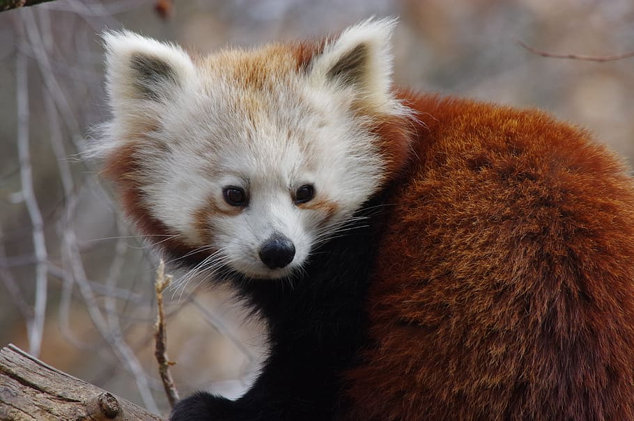 panda, red, wild, animal, animal themes, one animal, mammal HD wallpaper