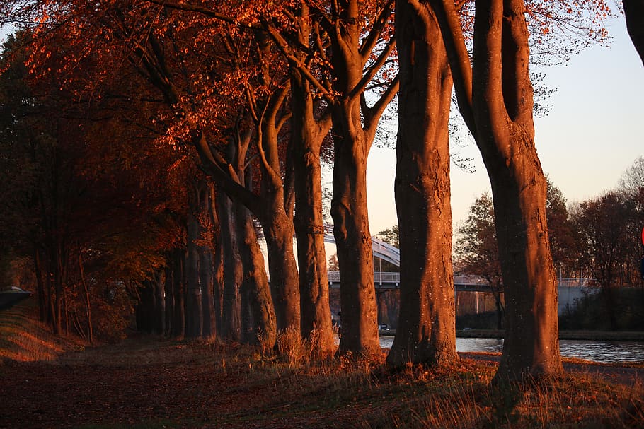 dew, twilight, water, vote, heaven, relax, tree, plant, trunk HD wallpaper