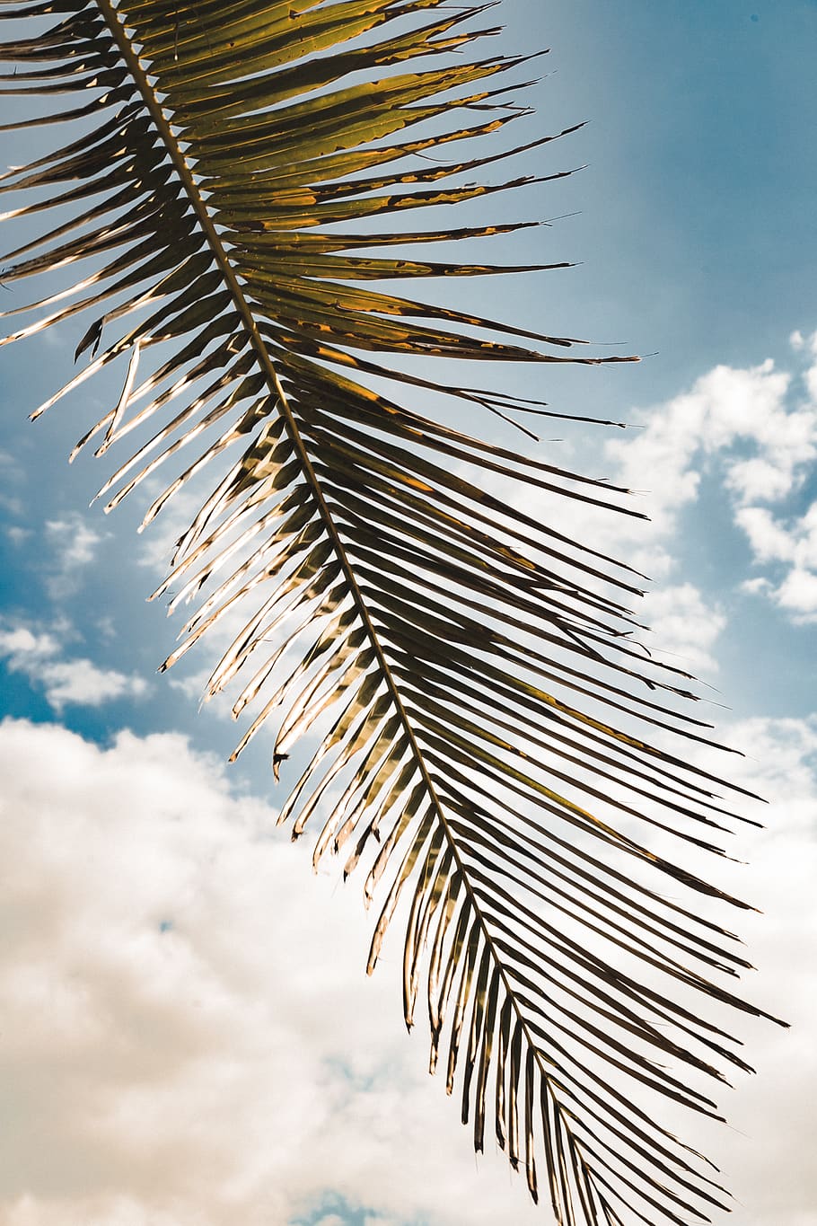 cloud - sky, low angle view, palm leaf, plant, nature, palm tree HD wallpaper