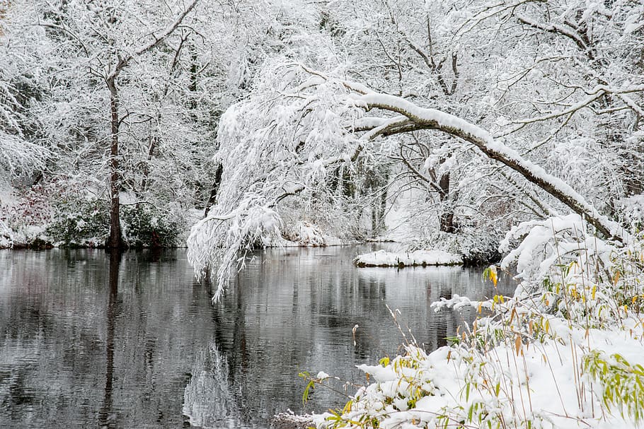winter, snow, trees, pond, water, plant, beauty in nature, scenics - nature HD wallpaper