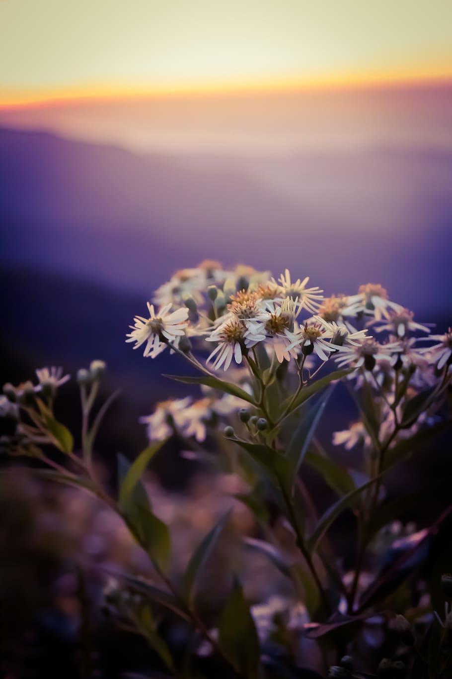 close photo of white flowers, bloom, blossom, stem, leaf, purple HD wallpaper