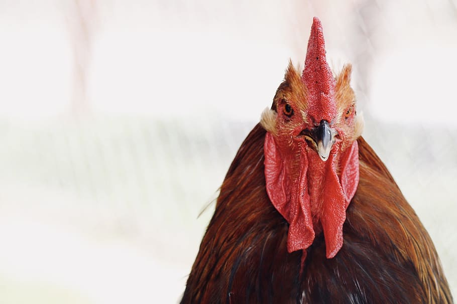 red and brown rooster, chicken, bird, animal, poultry, cock bird HD wallpaper