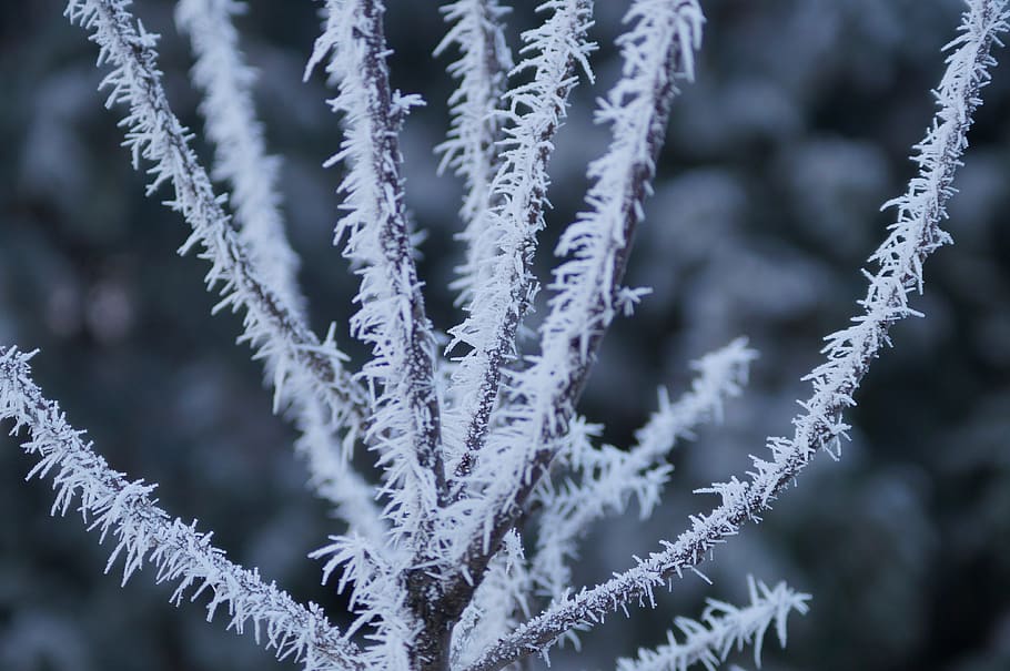 winter, wintry, cold, winter magic, eiskristalle, winter impressions HD wallpaper