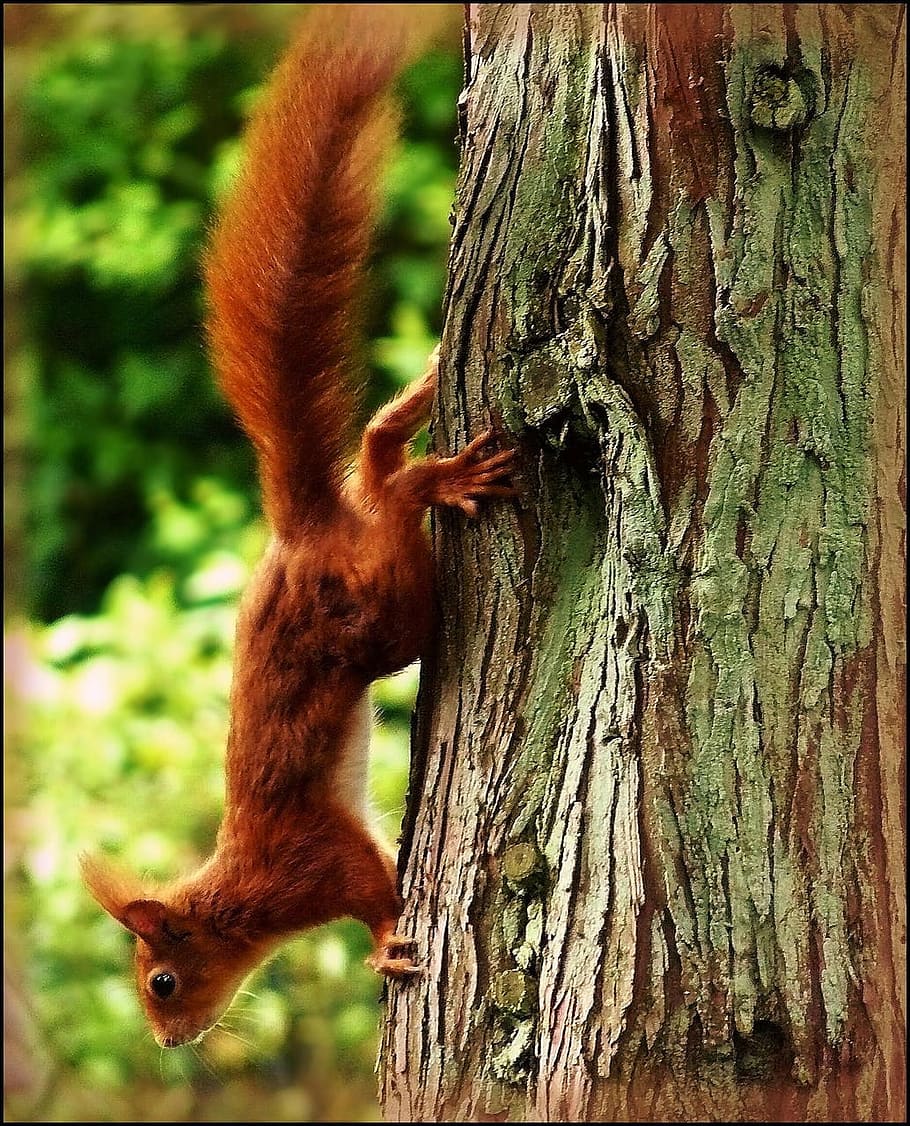 squirrel, animal, tree, walk, walking, tree trunk, plant, animal themes HD wallpaper