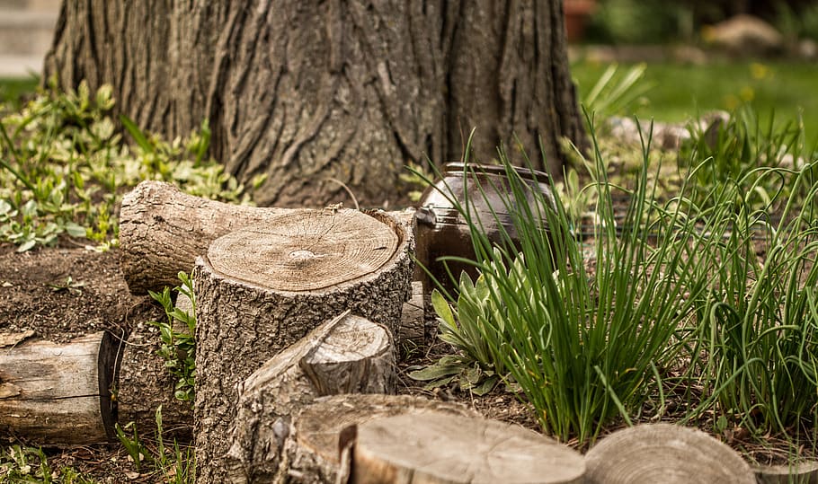 tree, trees, nature, natural, green, grass, plant, wood - material HD wallpaper