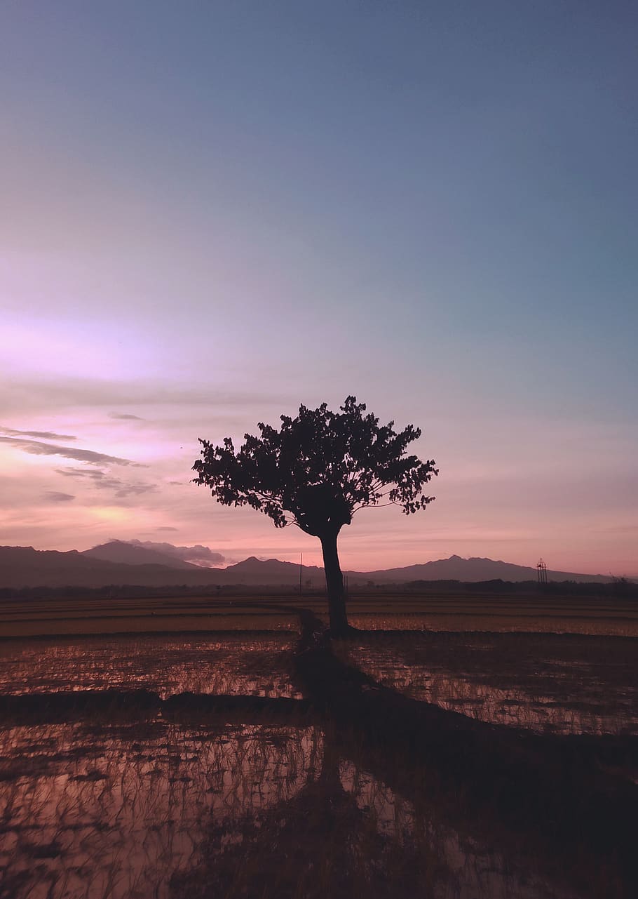 indonesia, mojokerto, sawah, rice field, tree, sunrise, morning, HD wallpaper