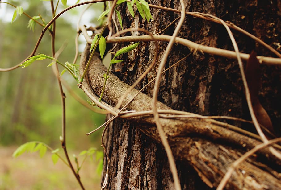 tree trunk, leaves, leaf, vine, nature, forest, plant, close-up HD wallpaper