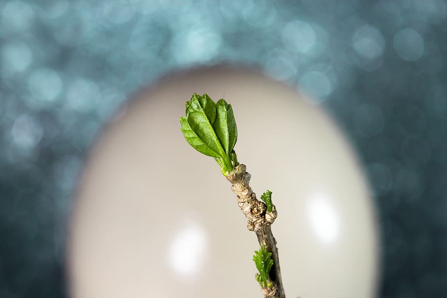 spring, engine, nature, branch, growth, leaf, close up, sprout HD wallpaper