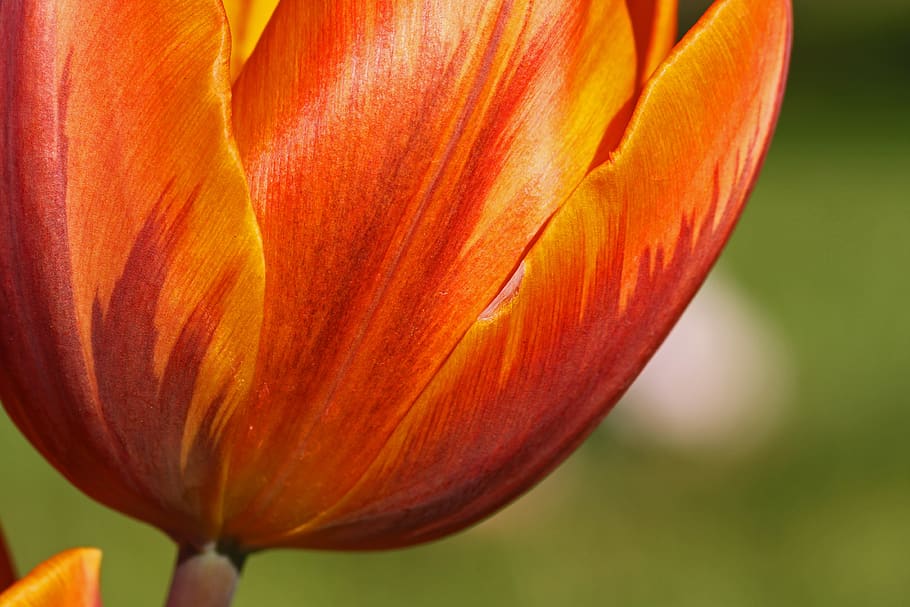 tulip, orange, yellow, bloom, blossom, flora, flower, gardens HD wallpaper