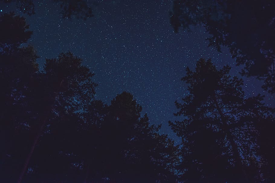 starry night sky seen at the woods, tree, plant, astronomy, beauty in nature HD wallpaper