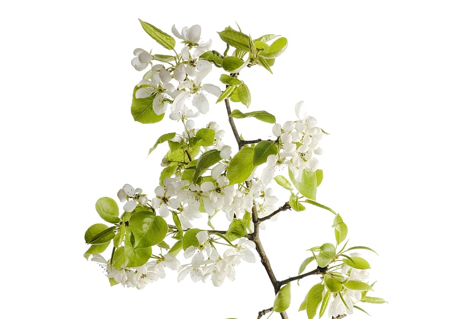 flower, white, blossoming, spring, bud, summer, seasonal, tree HD wallpaper