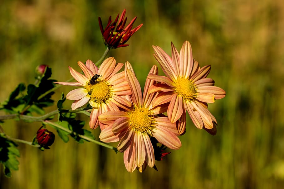 flowers, paris, macro, nature, flowering plant, vulnerability, HD wallpaper