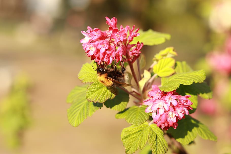 bee, flower, insects, pollen, nature, nectar, flowers, plants HD wallpaper