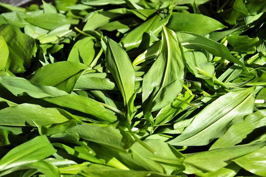 garlic, bear, aromatic, herb, fresh, green, kitchen, healthy HD wallpaper