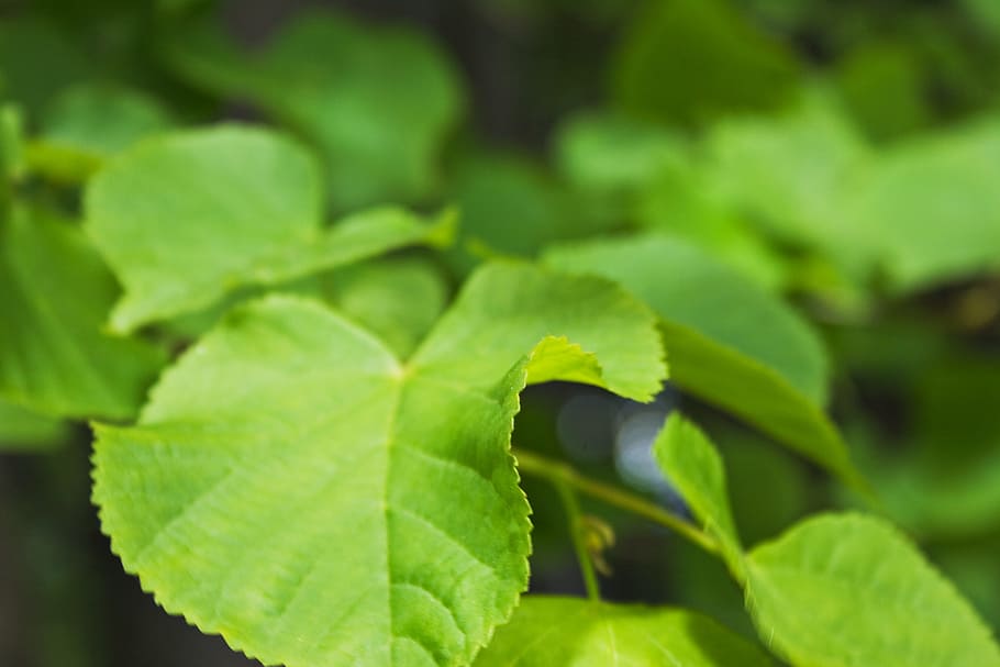 nature, scene, green, leaf, leaves, green color, plant part HD wallpaper