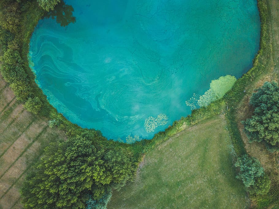 body of water surrounded with trees, lake, pond, grass, green HD wallpaper