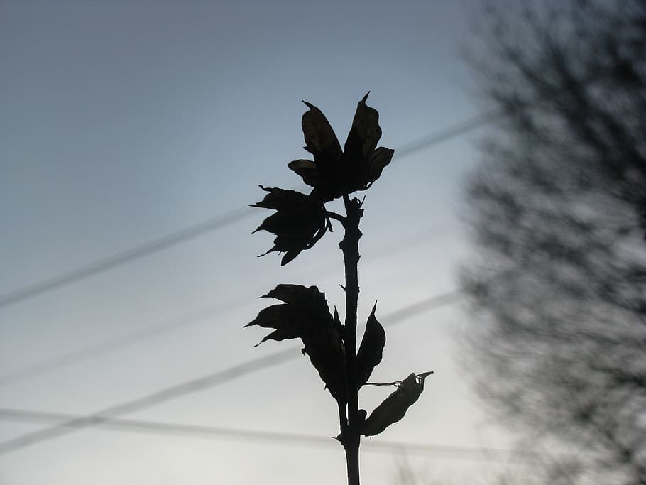 dark, shadow, flower, plant, growth, nature, silhouette, no people HD wallpaper