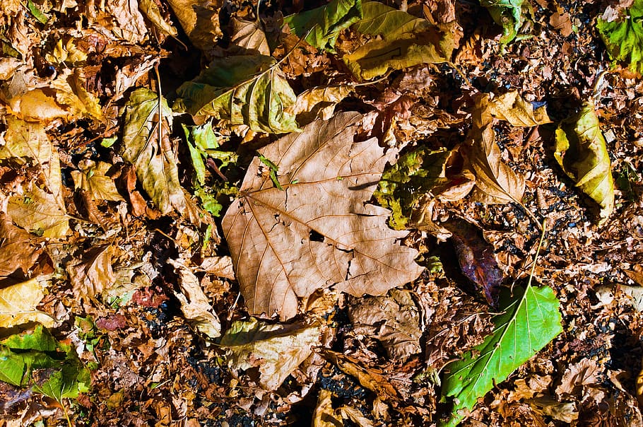 leaves, autumn, nature, tree, fall foliage, forest, fall color HD wallpaper