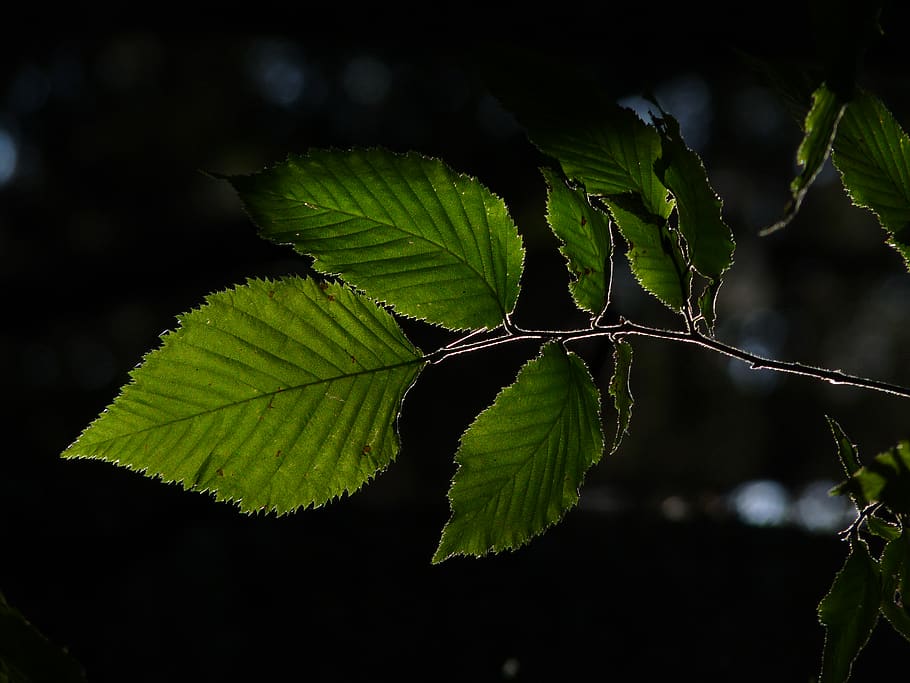 leaf, light, green, branch, plant part, green color, growth HD wallpaper