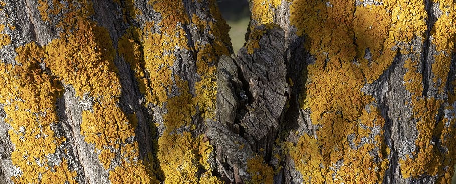 tree, texture, wood, pattern, background, nature, trunk, bark HD wallpaper