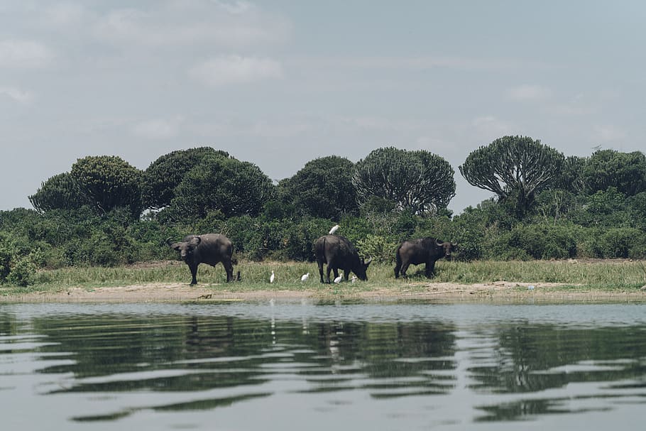 three black water buffalos standing beside body of water, elephant, HD wallpaper