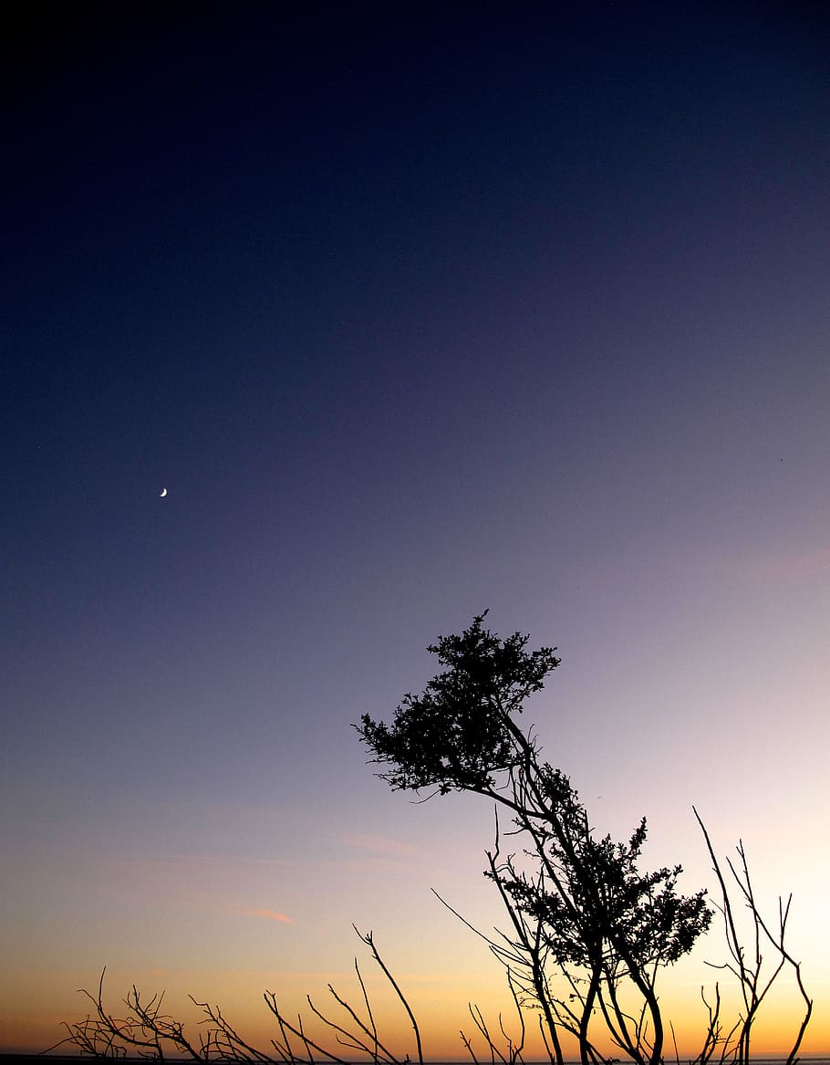 sunset, tree, california, sky, moon, plant, beauty in nature HD wallpaper