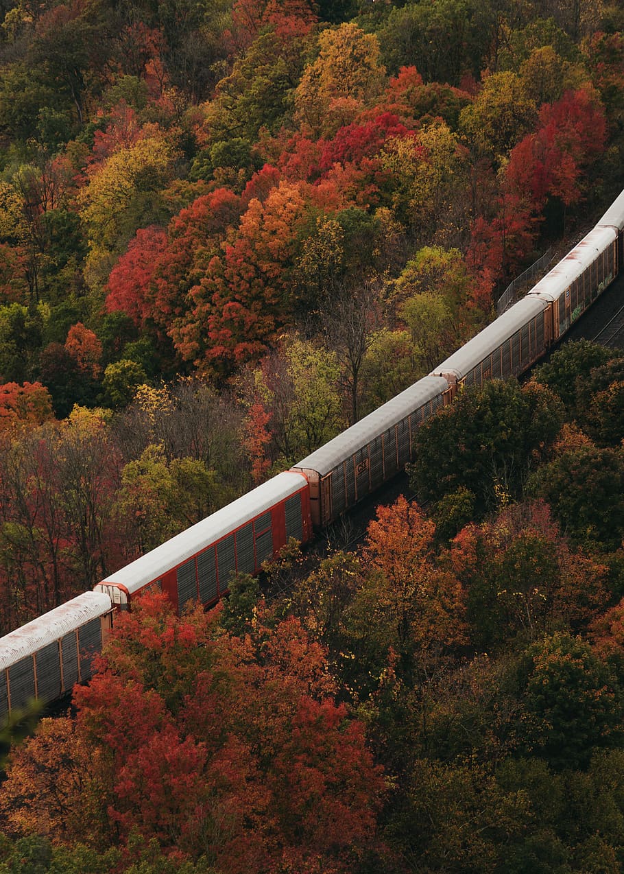 train traveling on railways between forest, tree, plant, change HD wallpaper