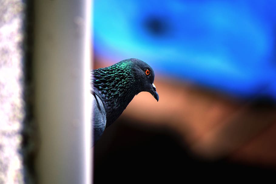 india, dahod, bird, animal, animal themes, vertebrate, animal wildlife HD wallpaper