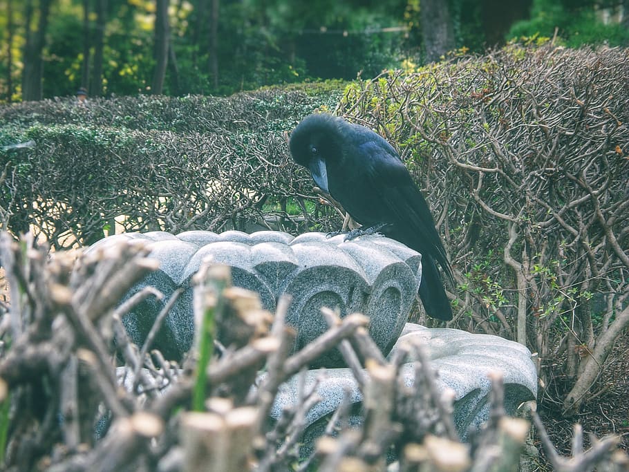 black, bird, raven, crow, gothic, stare, garden, mystery, corbeau HD wallpaper