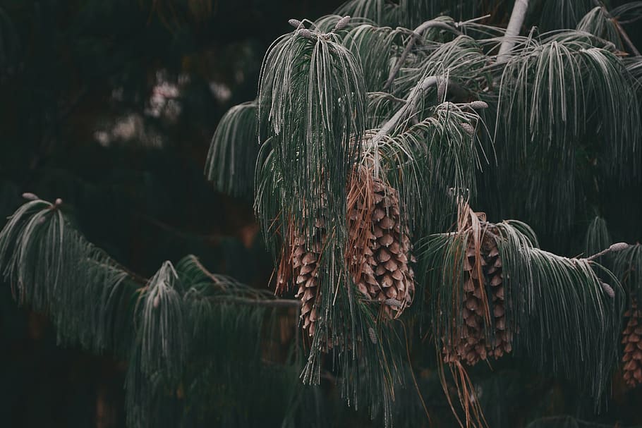 black, branch, bud, cones, forest, frozen, green, images, nature HD wallpaper