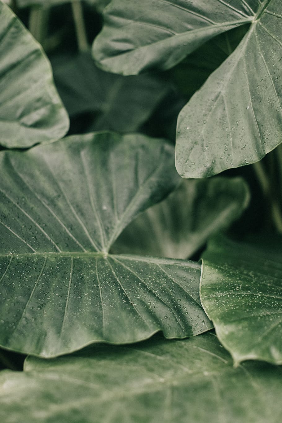 Close-Up Photo of Leaves, dew, dewdrops, droplets, environment HD wallpaper