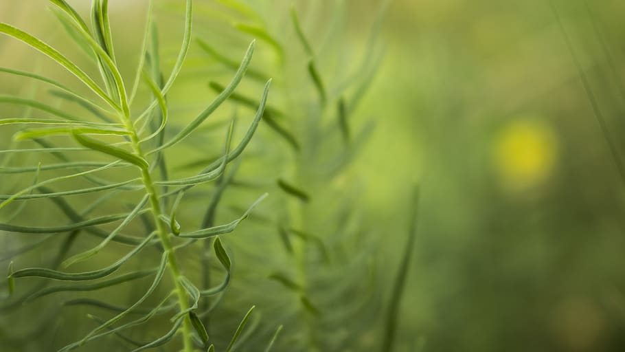 nature, green, beauty, miracle, green color, plant, growth HD wallpaper