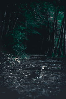 forest, hiking, trees, mysterious, enchanted, trail, outdoors HD wallpaper