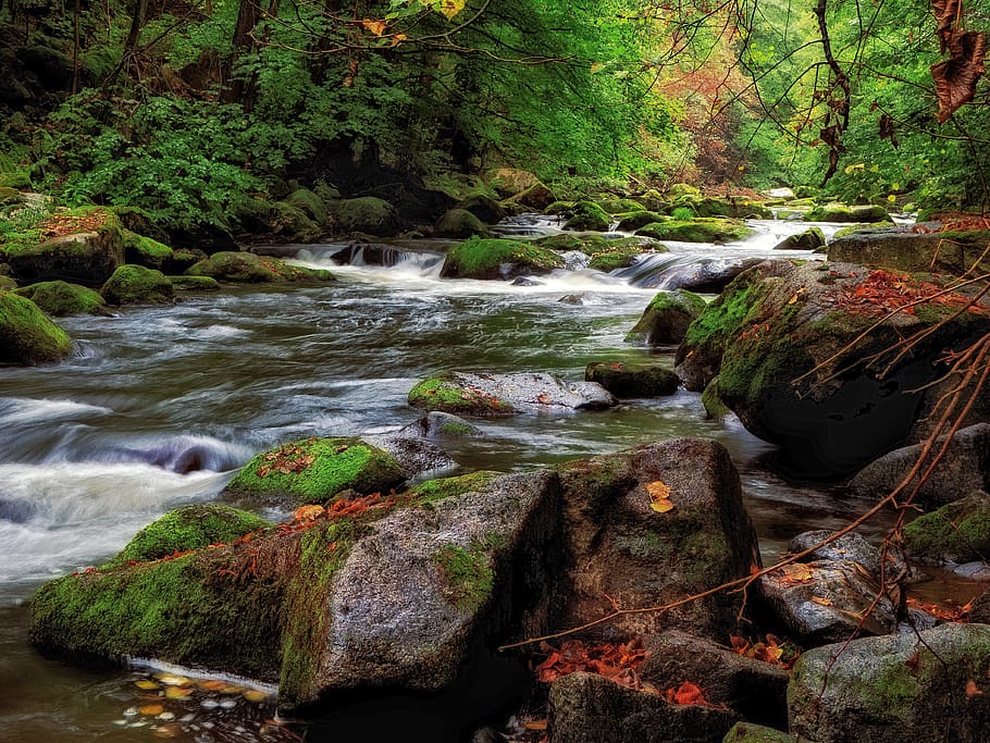 rapids, river, water, nature, landscape, forest, cascade, white water HD wallpaper