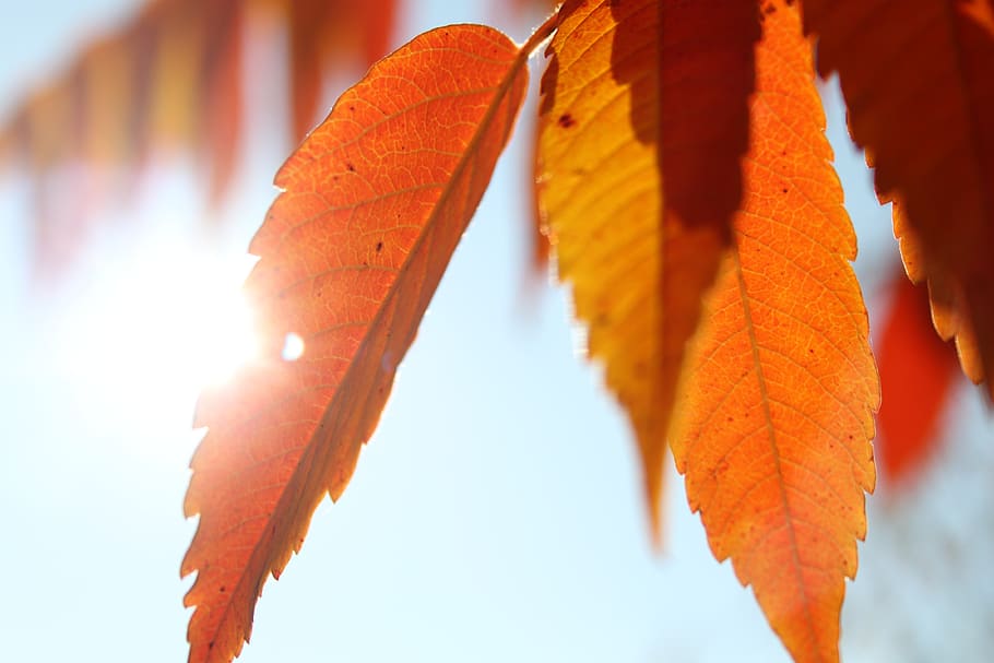 sunbeam, leaves, tree, forest, nature, autumn, landscape, green HD wallpaper