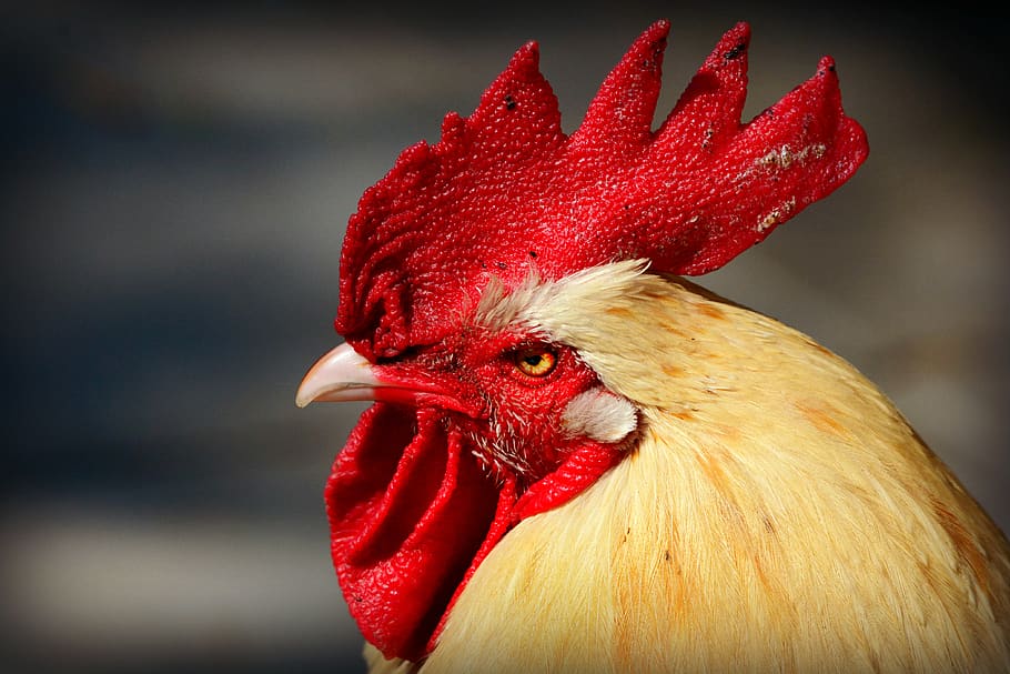 rooster, chicken, bird, fowl, animal, cockscomb, wattles, eye