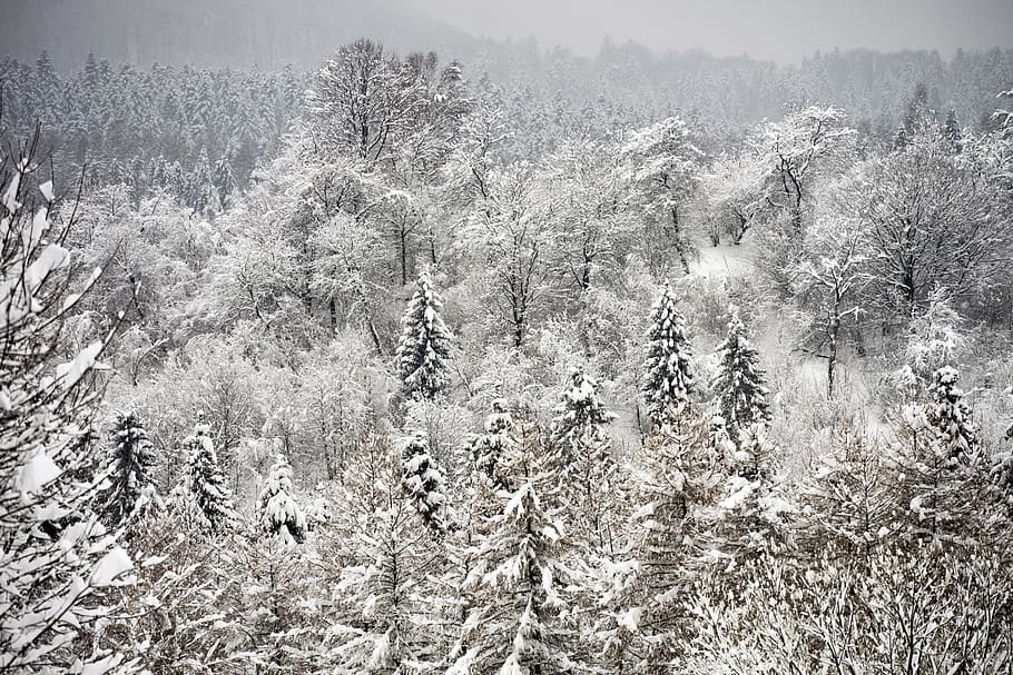 tree, trees, winter, snow, hill, landscape, bieszczady, plant HD wallpaper