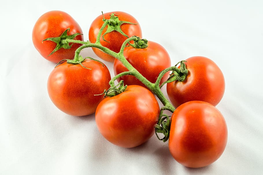 tomatoes, red, bush, food, food and drink, healthy eating, freshness HD wallpaper