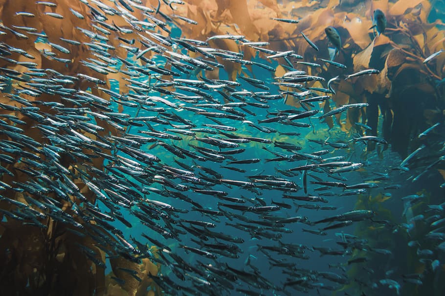 school of fish, animals in the wild, vertebrate, large group of animals HD wallpaper
