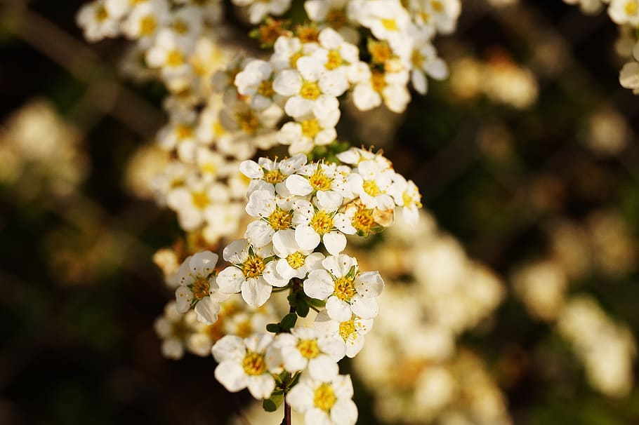 White and Yellow Petaled Flower, blooming, bright, flora, flowers HD wallpaper