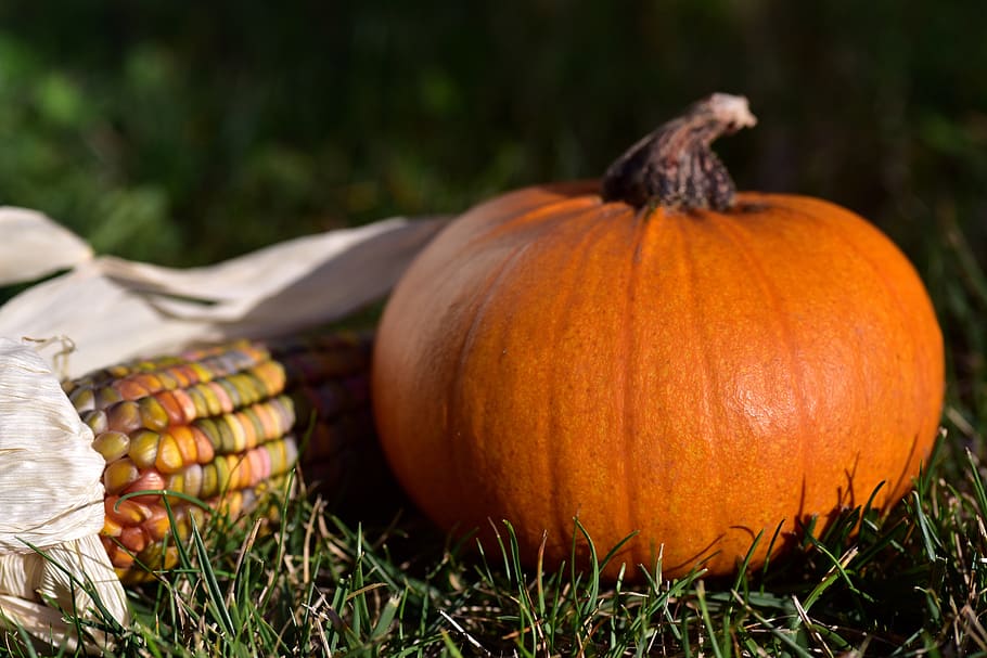 pumpkin, corn, ornamental corn, halloween, decoration, autumn HD wallpaper