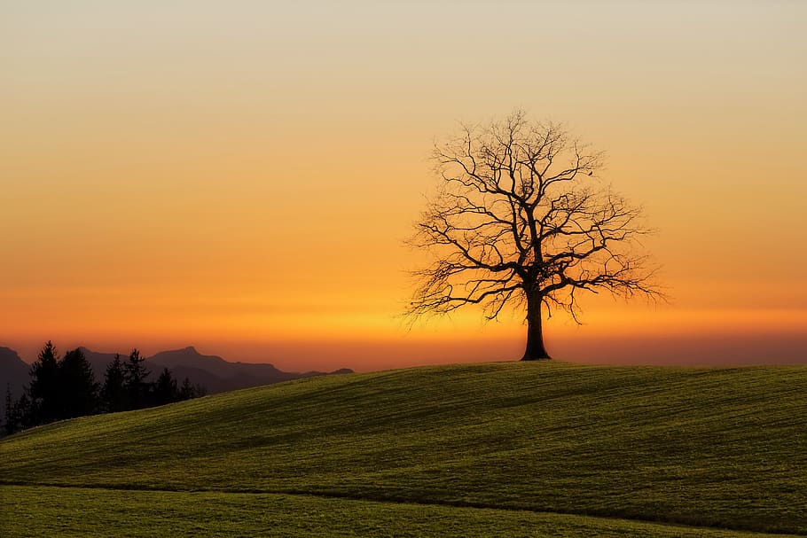 green, grass, field, farm, nature, highland, landscape, tree HD wallpaper