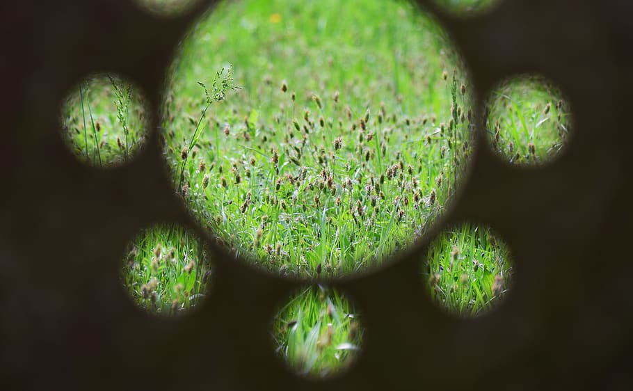 green, texture, grass, green color, close-up, no people, growth HD wallpaper