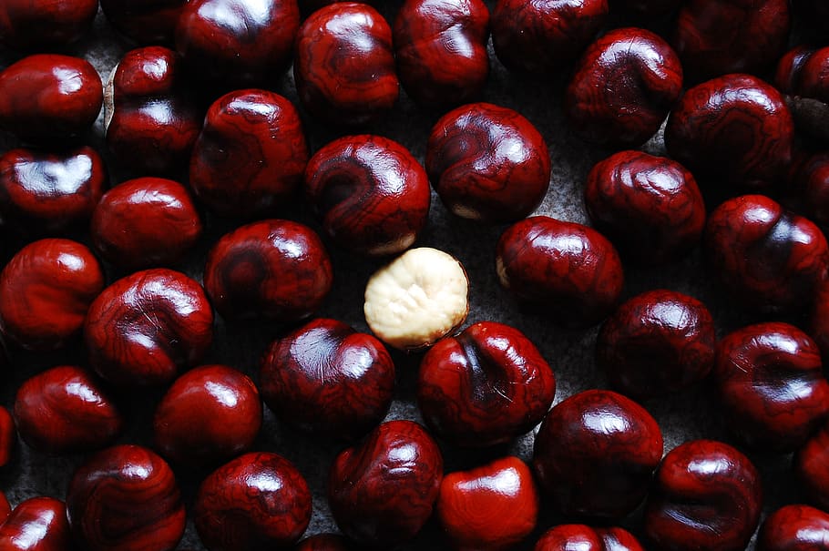 chestnut, nuts, still life, red, food and drink, healthy eating HD wallpaper