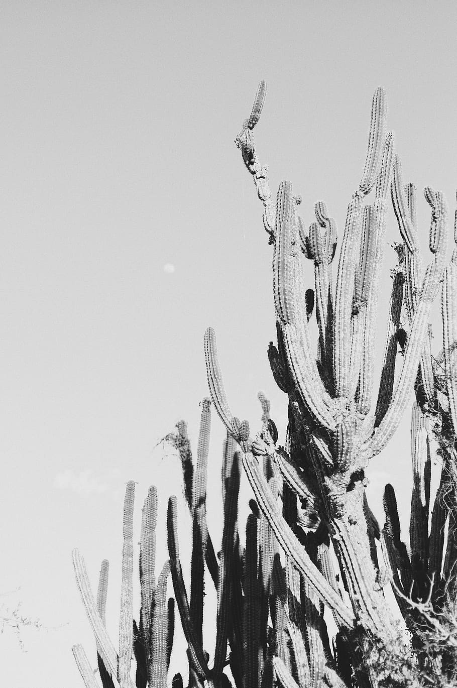 grayscale cactus, plant, outdoors, cacti, cuba, black and white, HD wallpaper