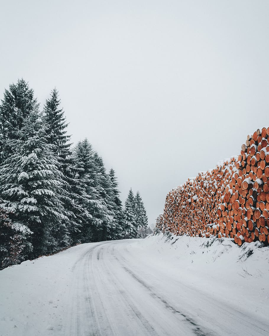 Green Pine Trees Beside Road, cold, daylight, daytime, environment HD wallpaper