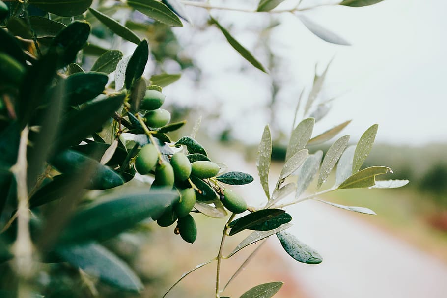 selective focus photography of green leafed plant, leaves, olive HD wallpaper