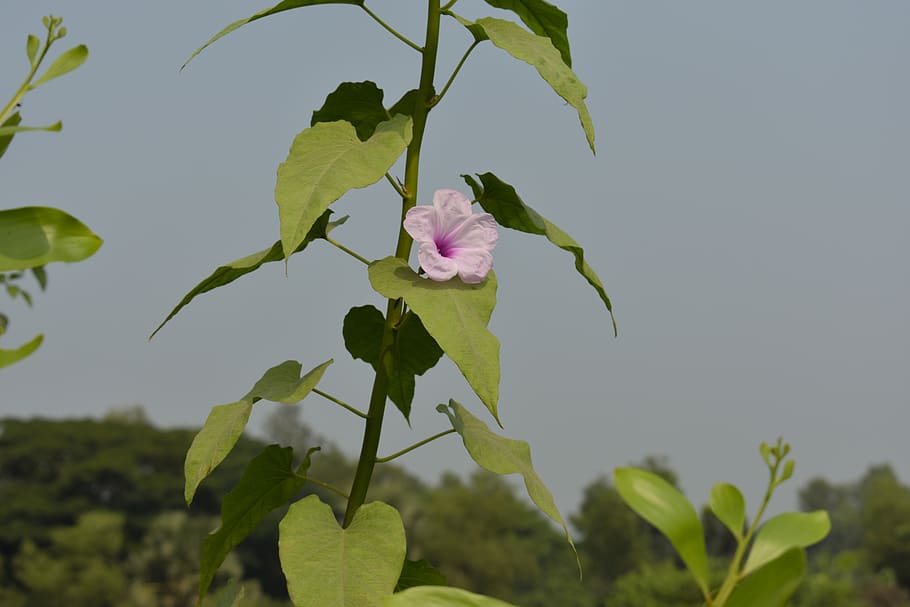 flower, tree, nature, plant, branch, blossom, summer, spring HD wallpaper